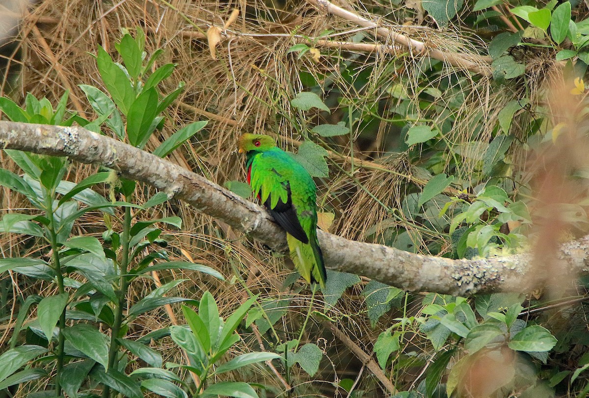 Crested Quetzal - ML633270284