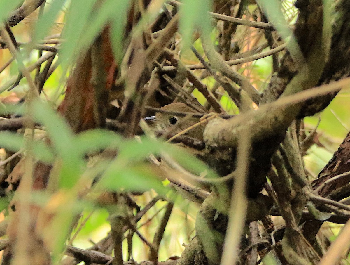 Perija Antpitta - ML633270306