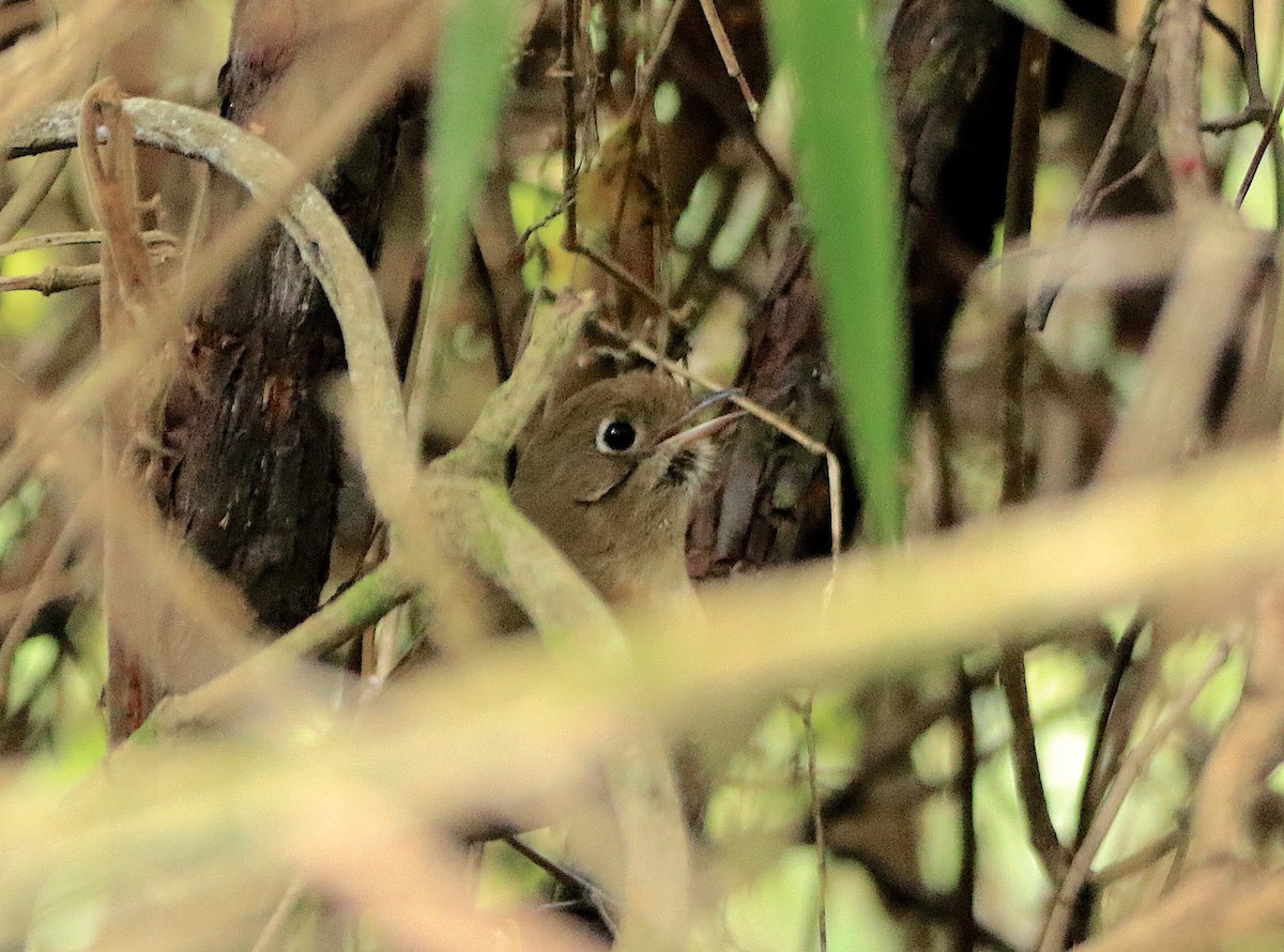 Perija Antpitta - ML633270307