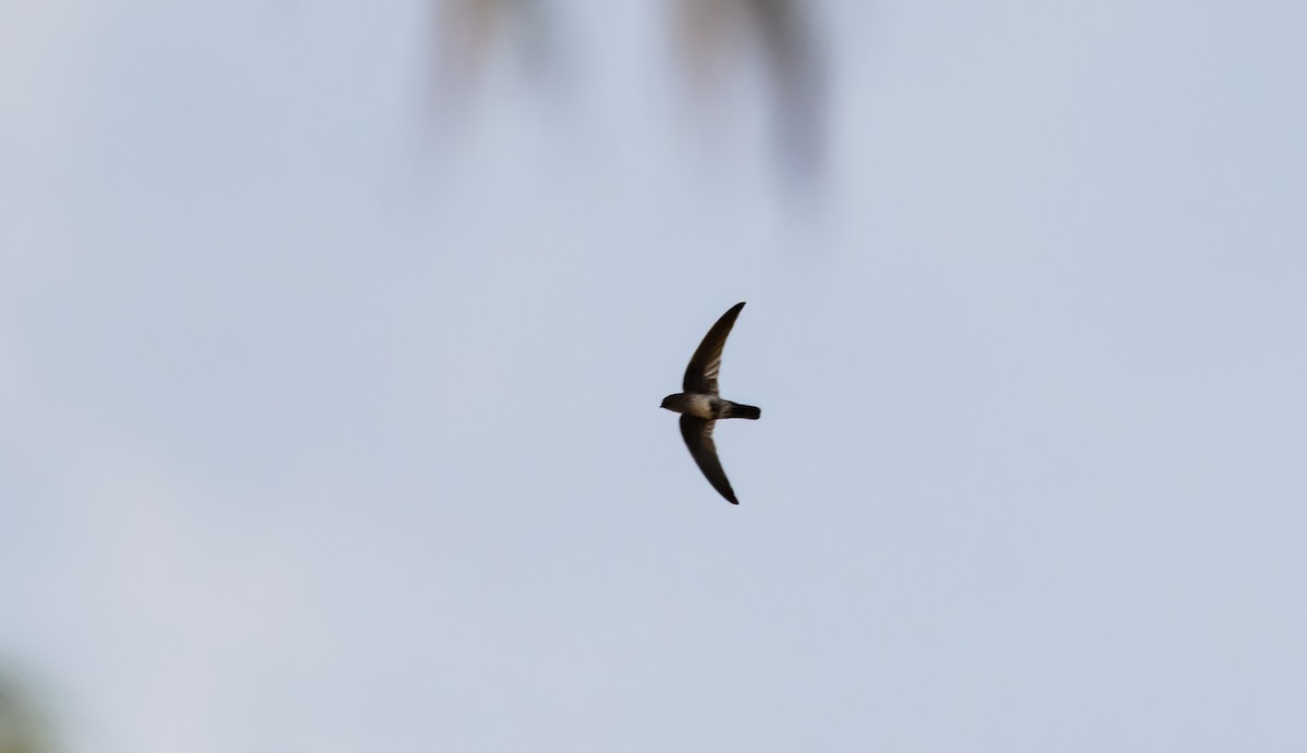Plume-toed Swiftlet - ML633270308