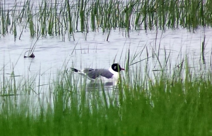 Franklin's Gull - ML63327031