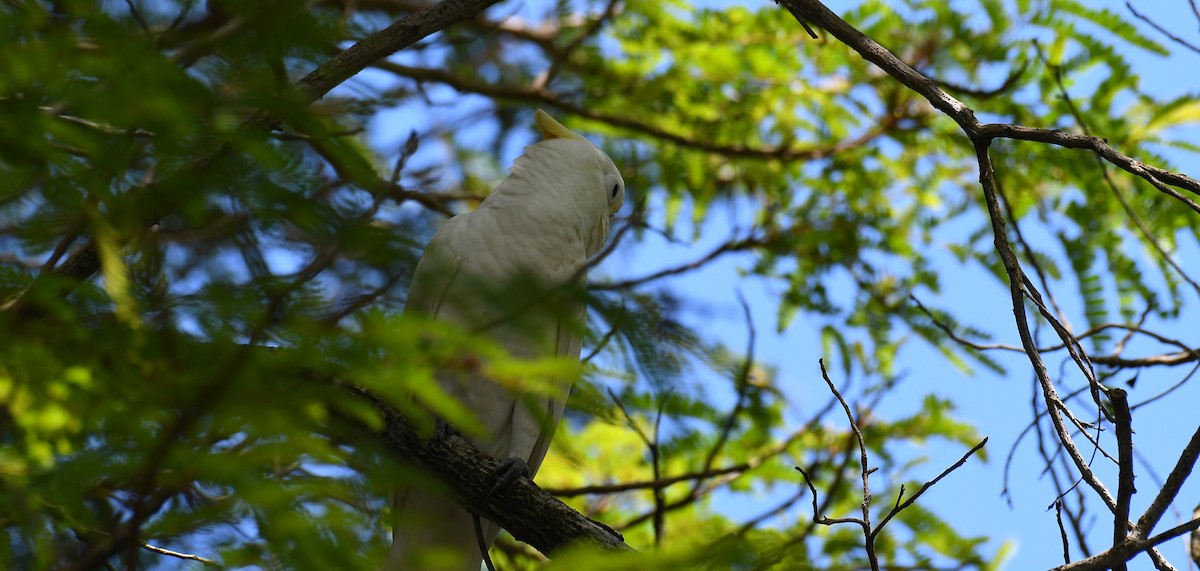 Yellow-crested Cockatoo - ML633270326