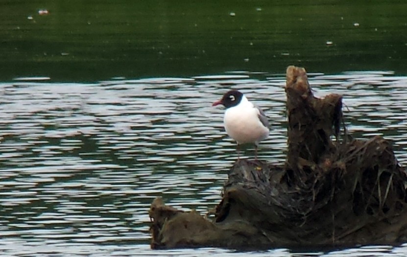 Franklin's Gull - David M. Bell