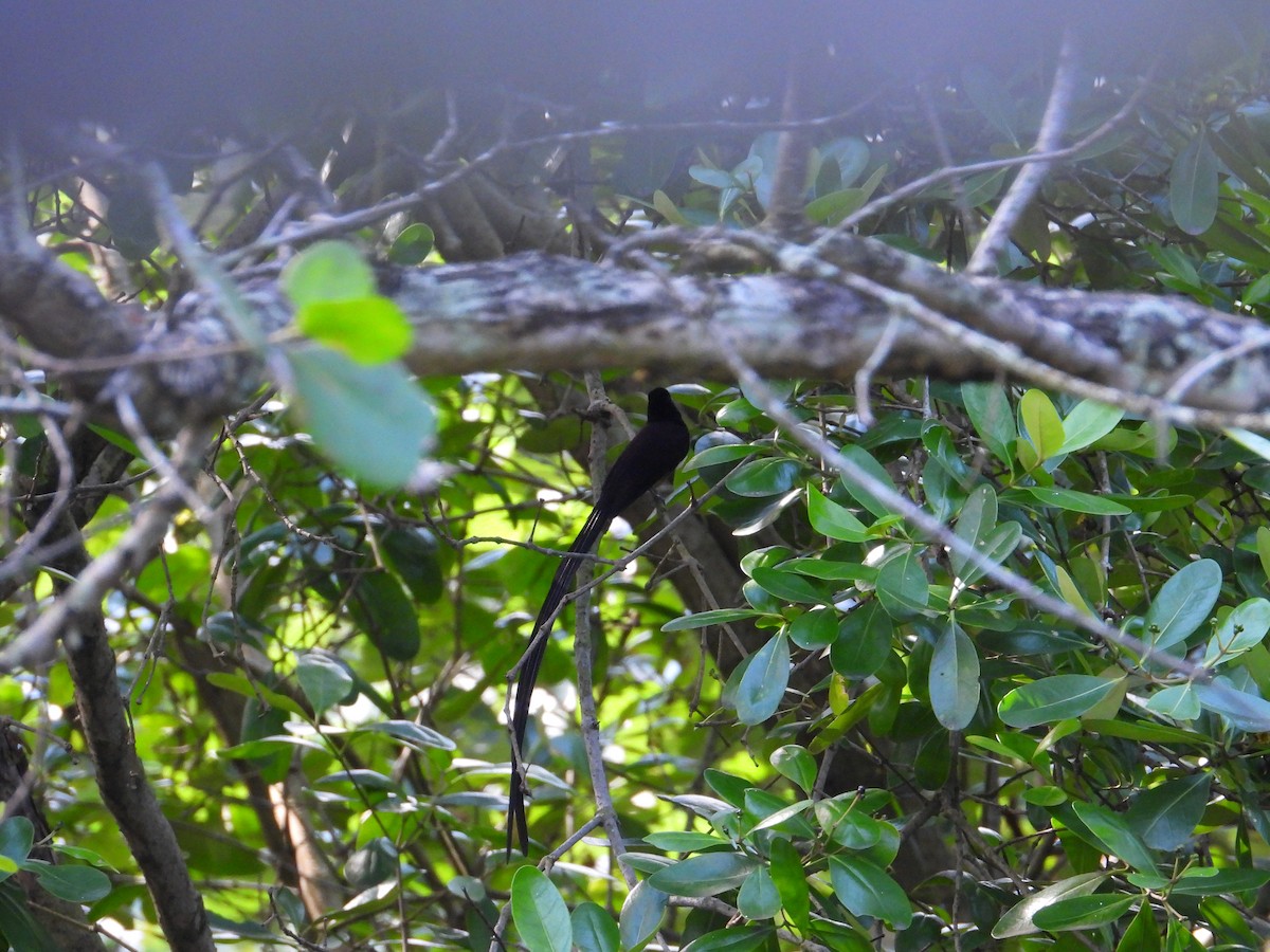 Black Paradise-Flycatcher - ML633270424