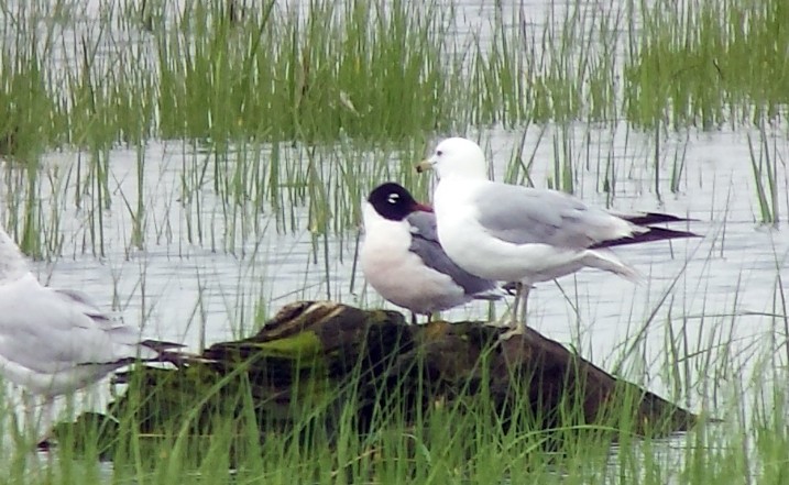 Mouette de Franklin - ML63327051