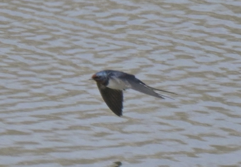 Barn Swallow - Yoshio Tani