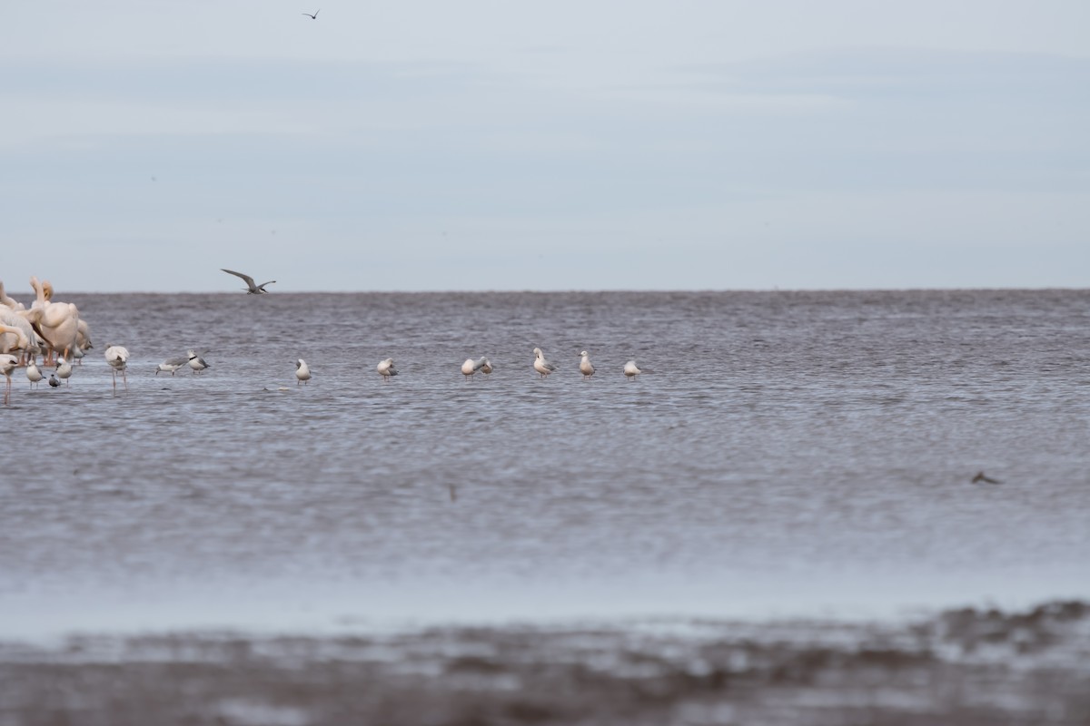 Slender-billed Gull - ML633270888