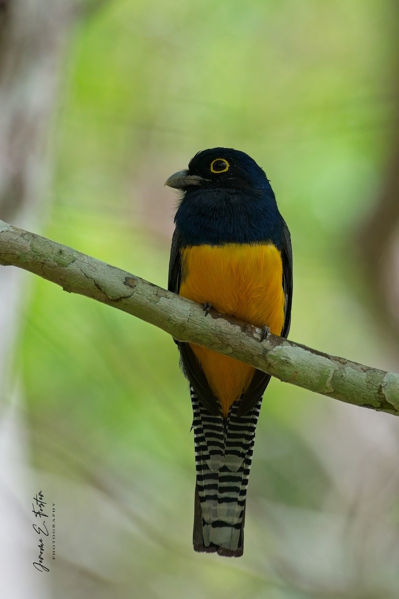 Guianan Trogon - ML633270904