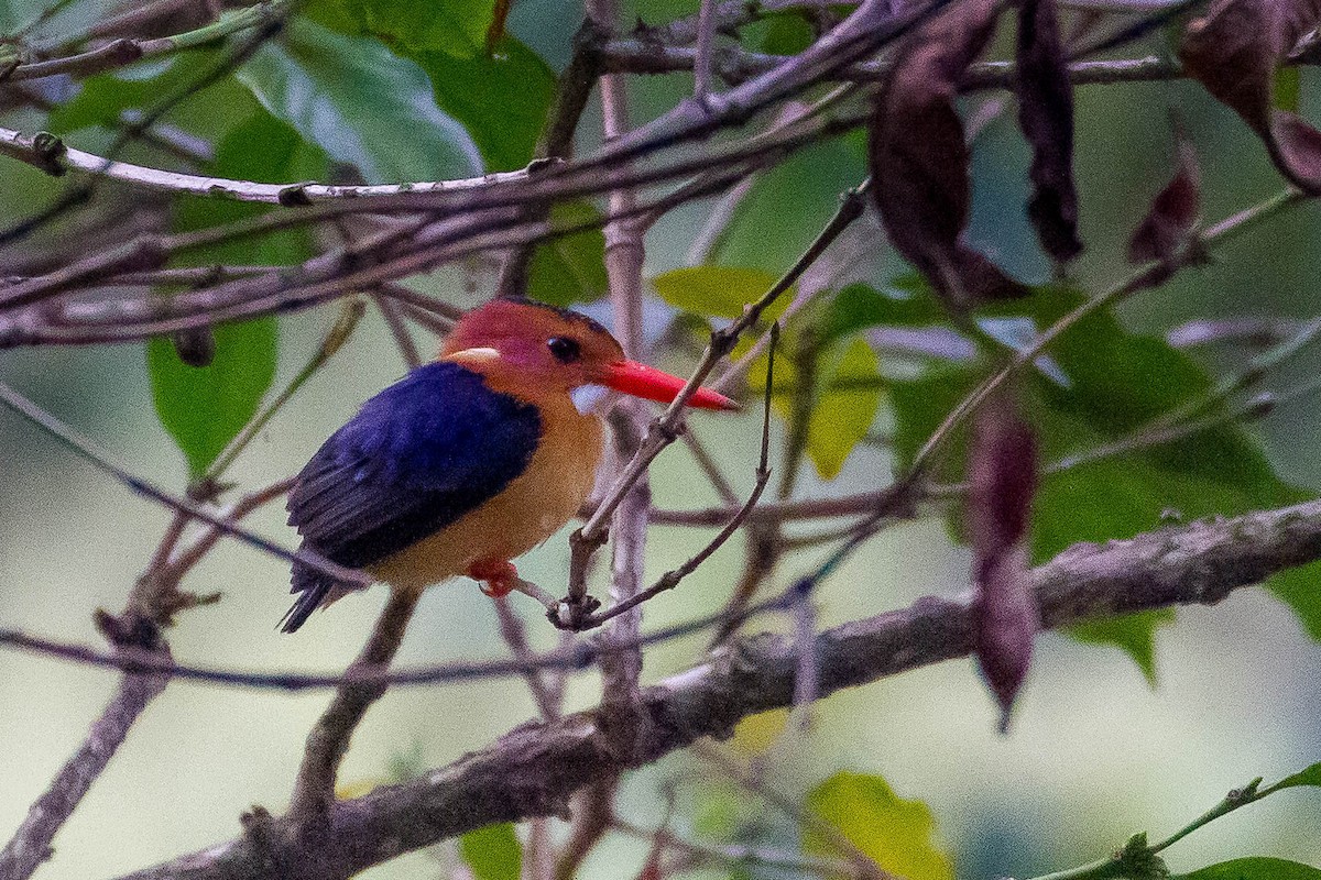 African Pygmy Kingfisher - ML633270932