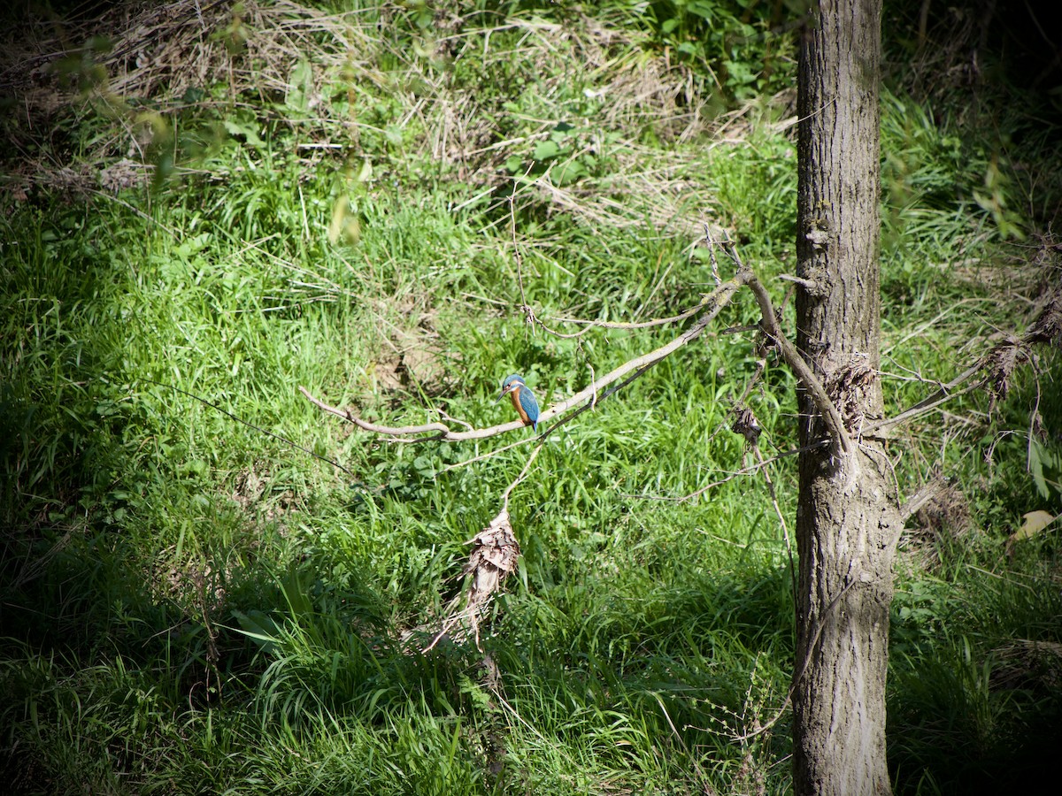 Common Kingfisher - ML633270937