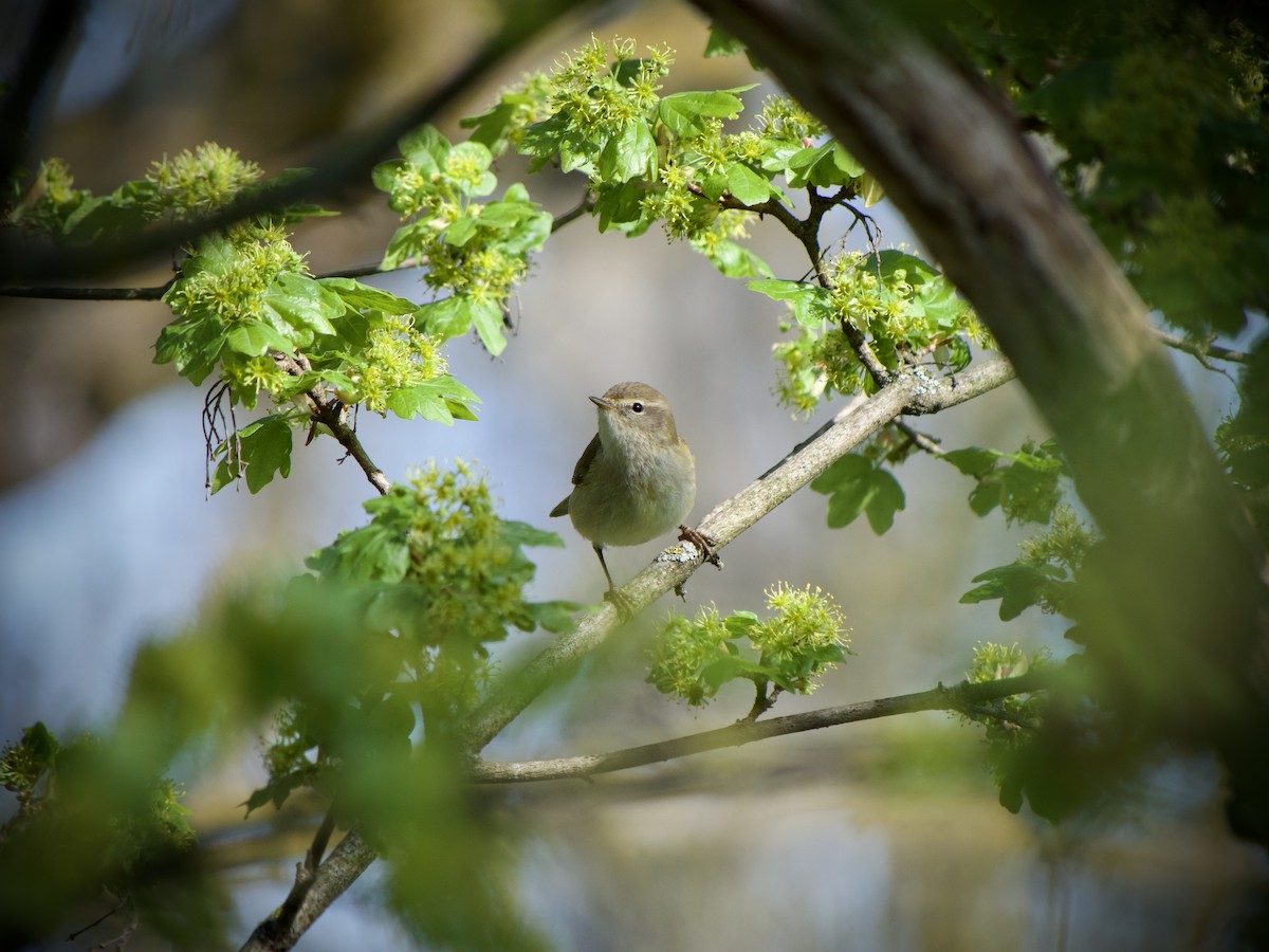 Common Chiffchaff - ML633270938