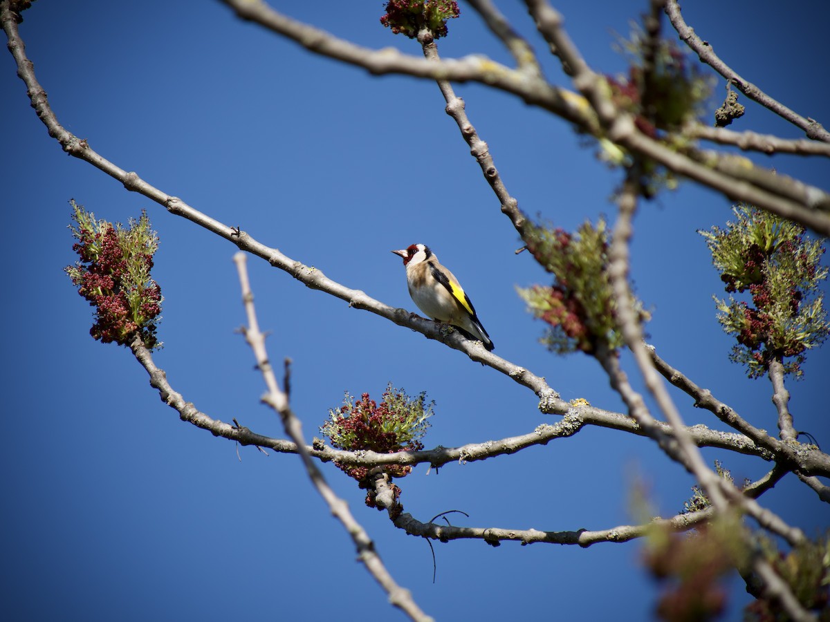 European Goldfinch - ML633270949