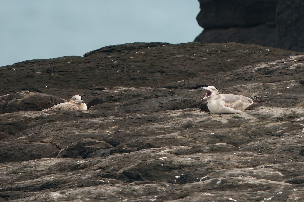 Black-tailed Gull - ML633270970