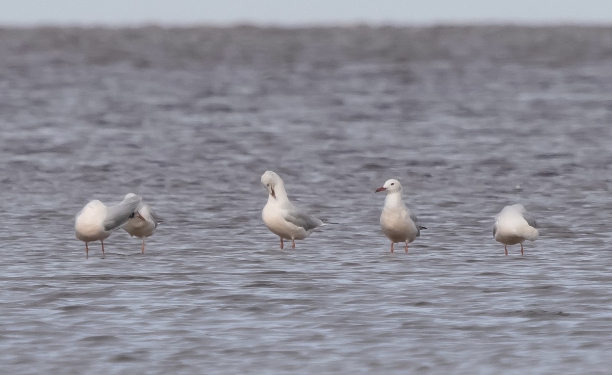 Slender-billed Gull - ML633270985