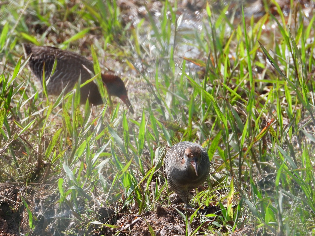 Slaty-breasted Rail - ML633270993