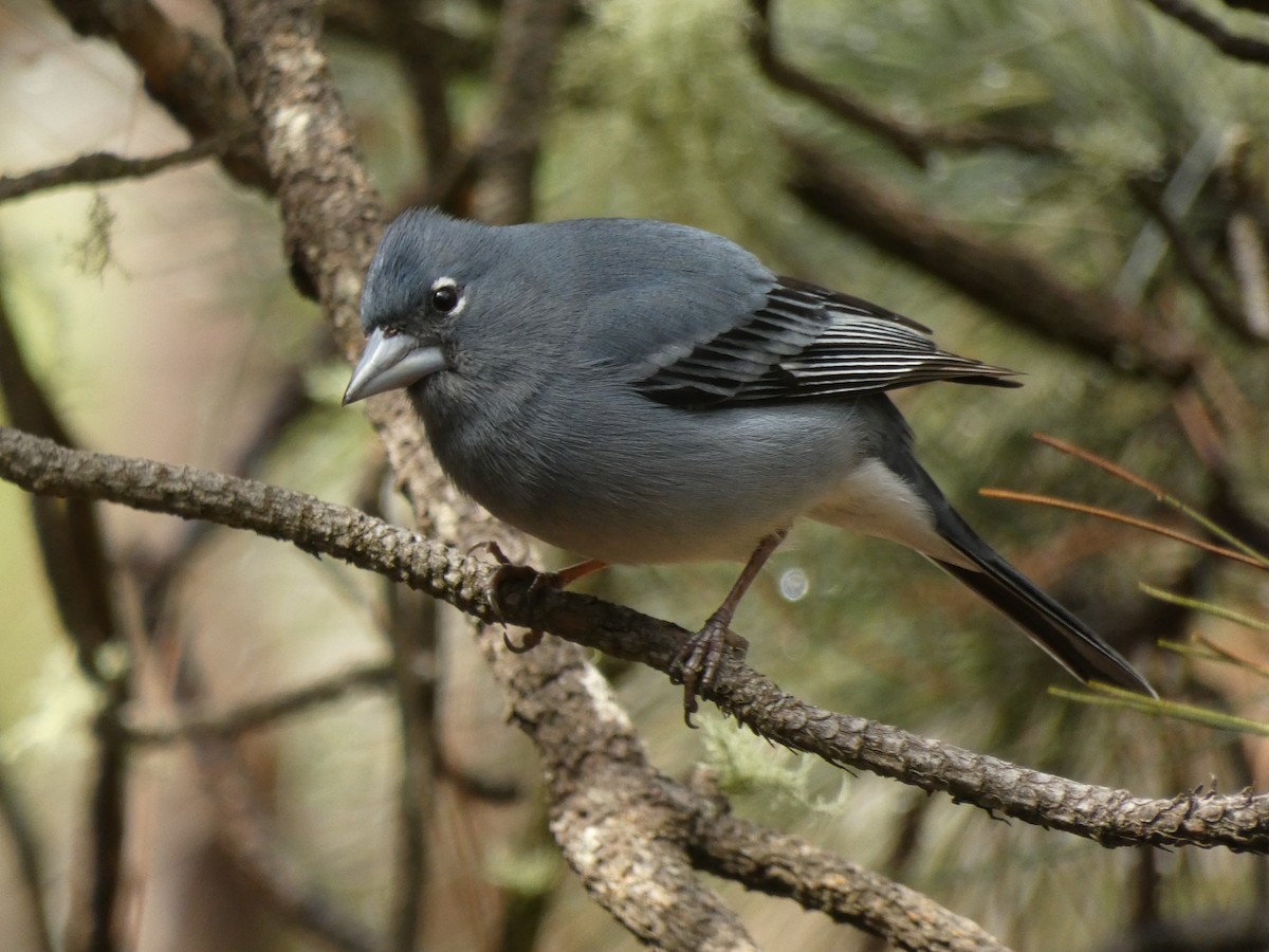 Pinson bleu - ML633271037
