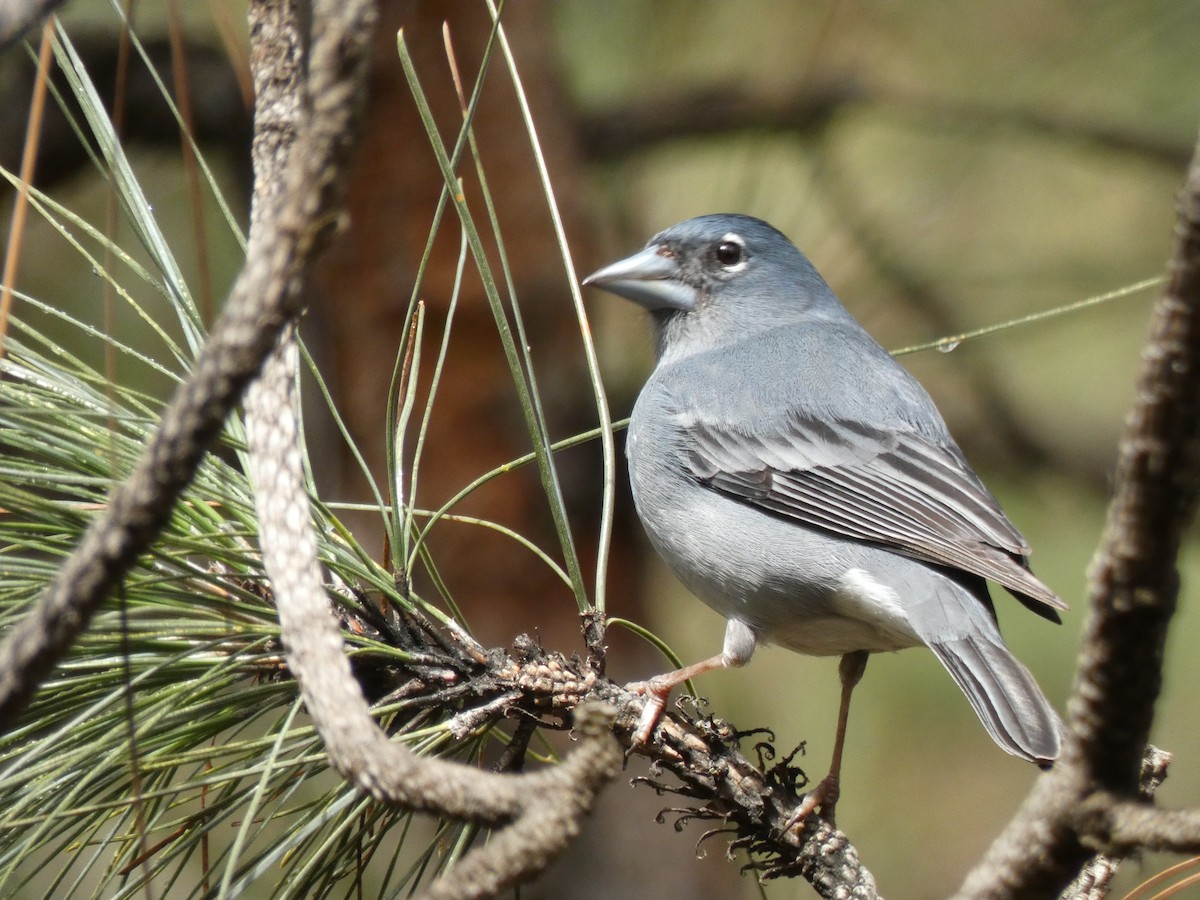 Pinson bleu - ML633271038