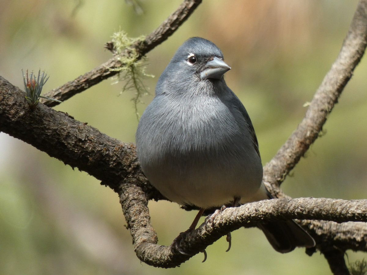 Pinson bleu - ML633271039