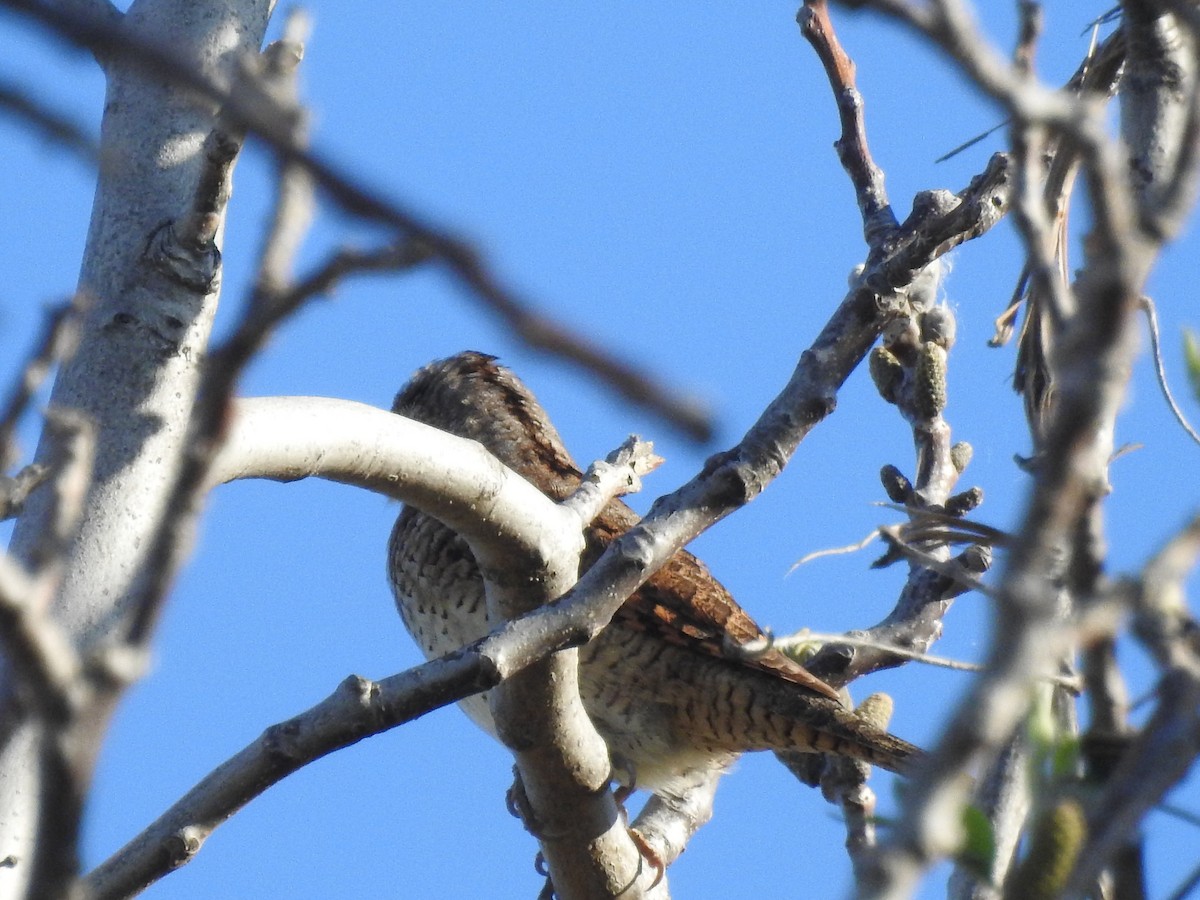 Eurasian Wryneck - ML633271141