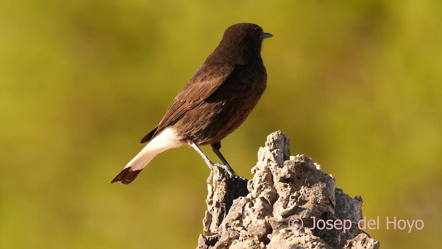 svartsteinskvett - ML633271196