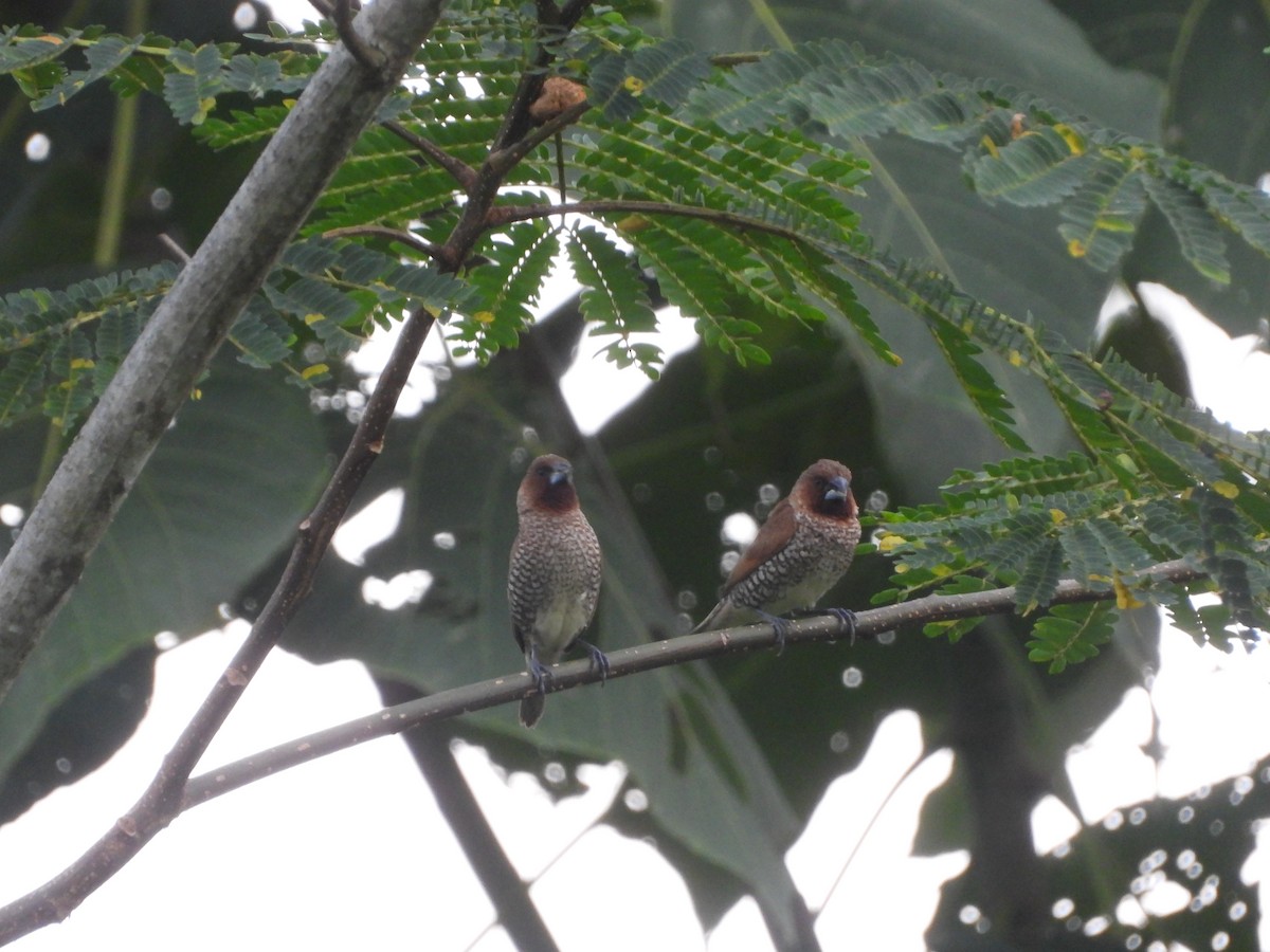 Scaly-breasted Munia - ML633271207