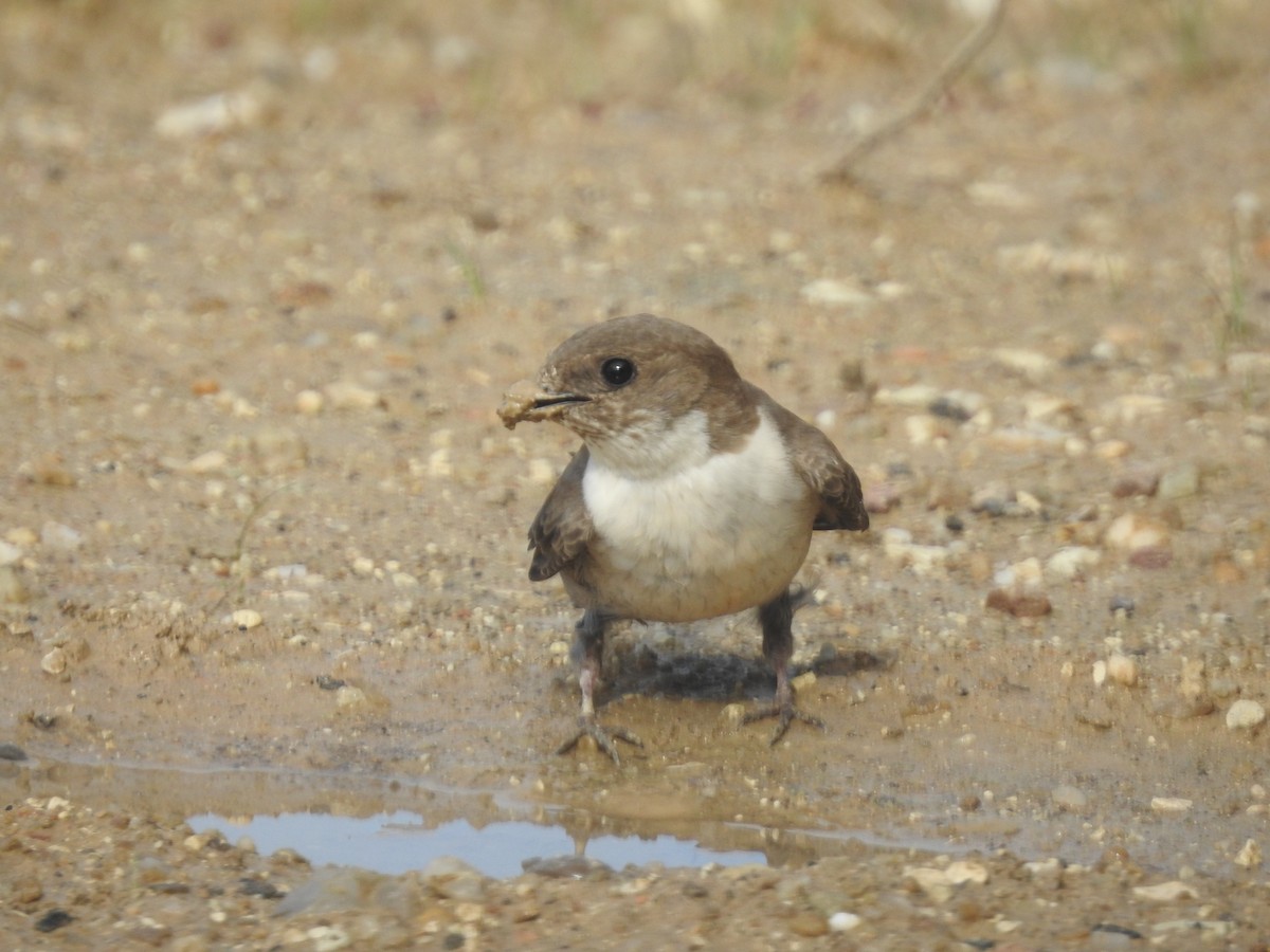 Eurasian Crag-Martin - ML633271258