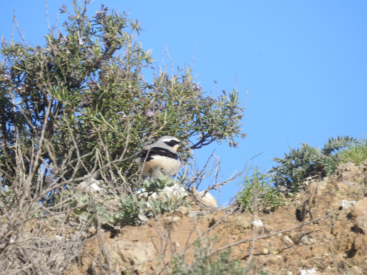 Northern Wheatear - ML633271267