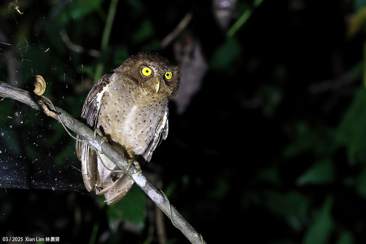 Andaman Scops-Owl - ML633271327