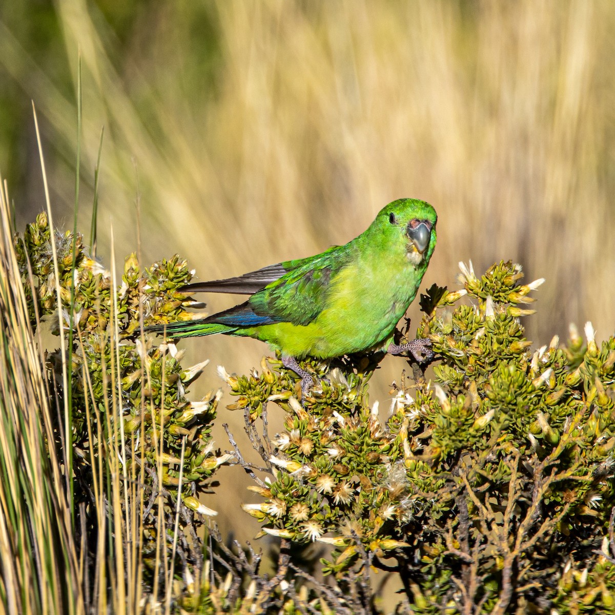 Mountain Parakeet - ML633271334