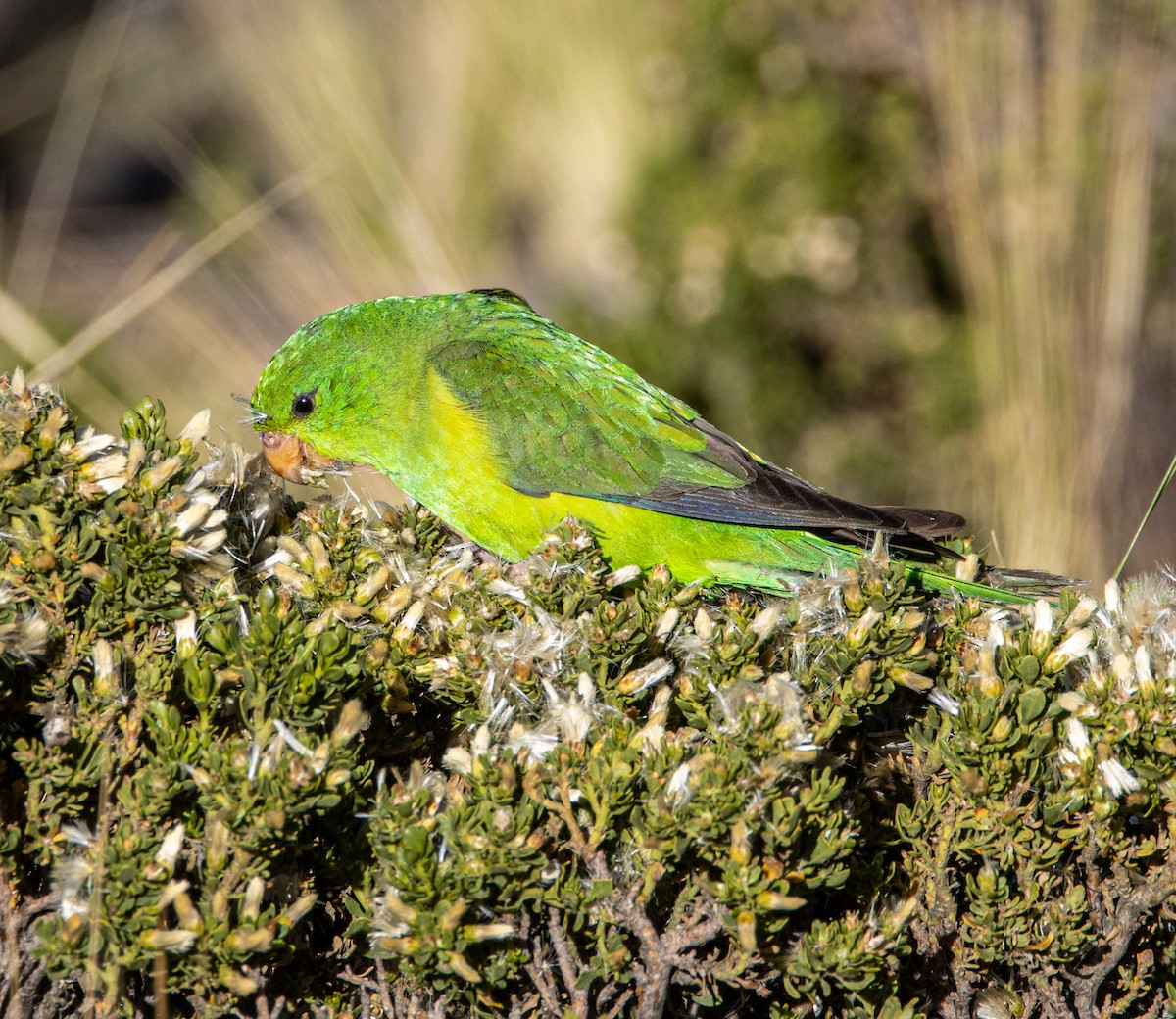 Mountain Parakeet - ML633271335