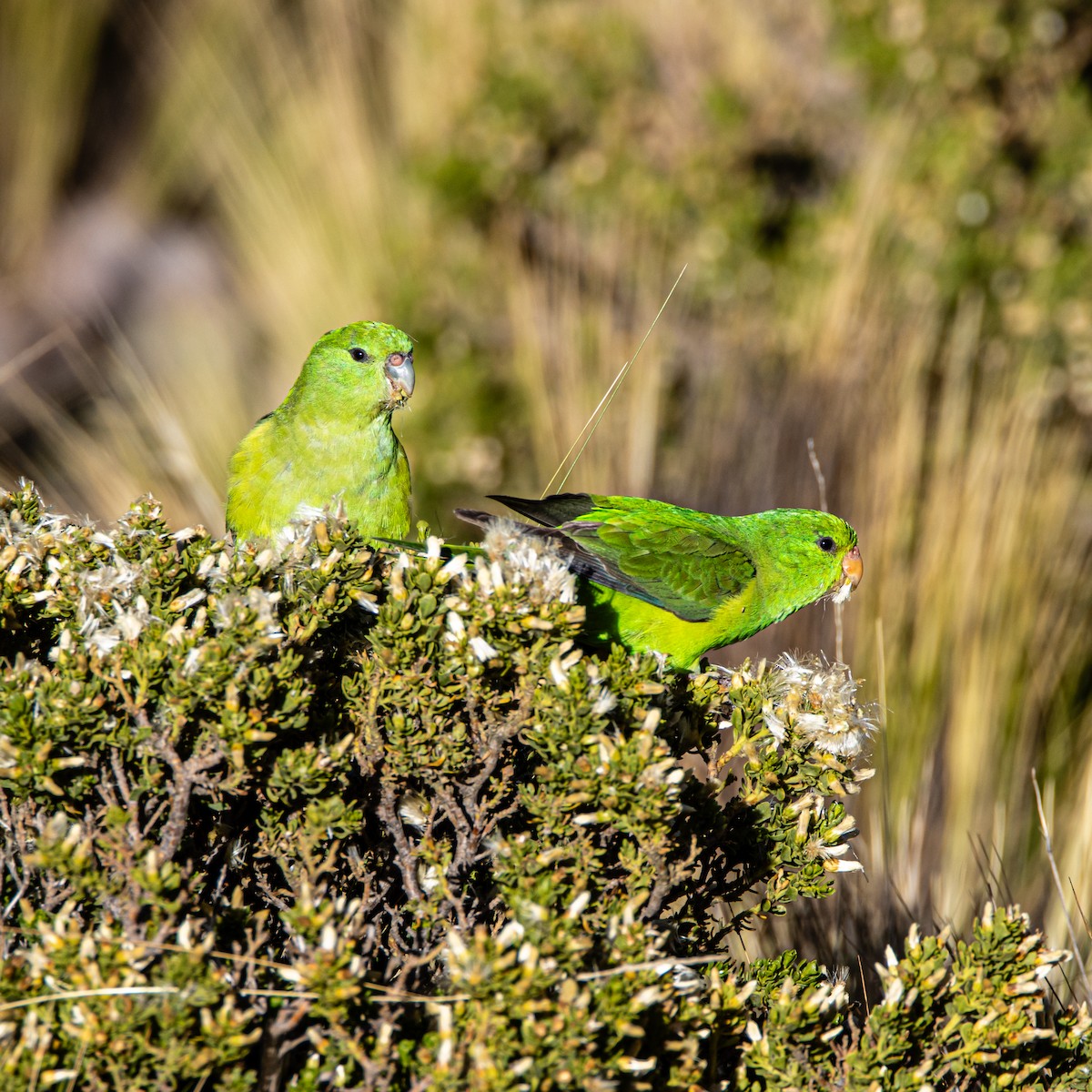 Mountain Parakeet - ML633271336