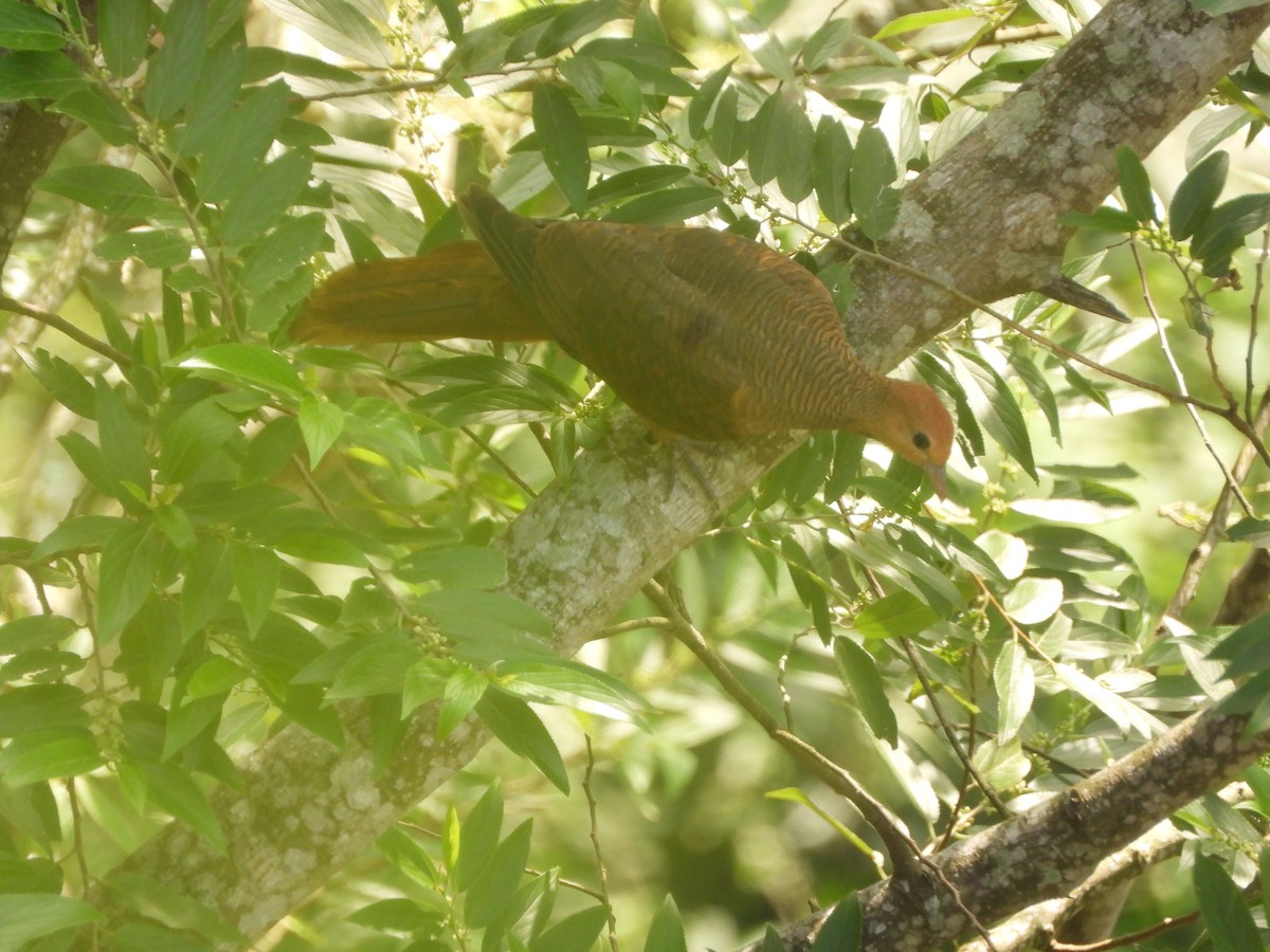 Ruddy Cuckoo-Dove - ML633271428