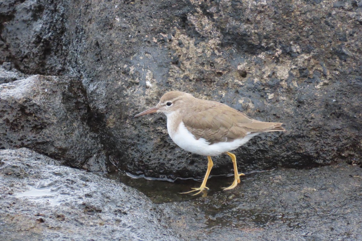 Spotted Sandpiper - ML633271431