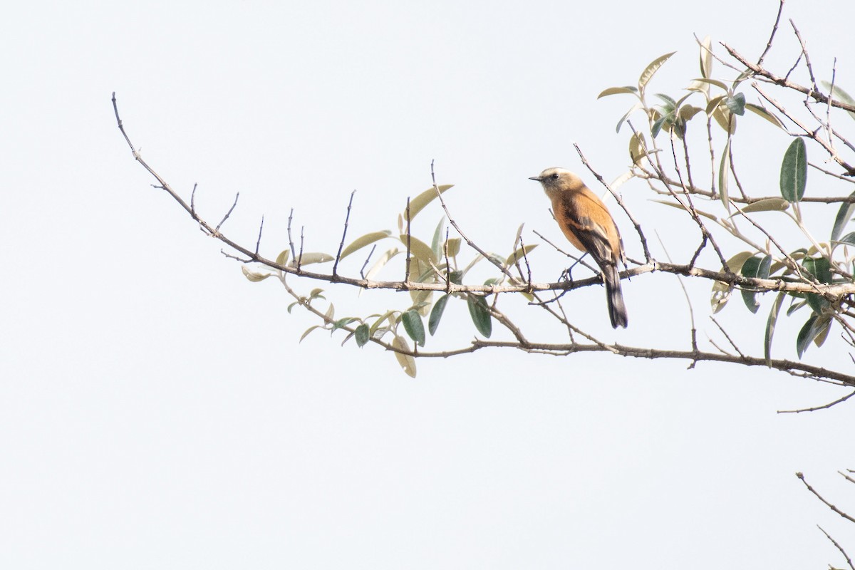 Brown-backed Chat-Tyrant - Gabriel Axelsson