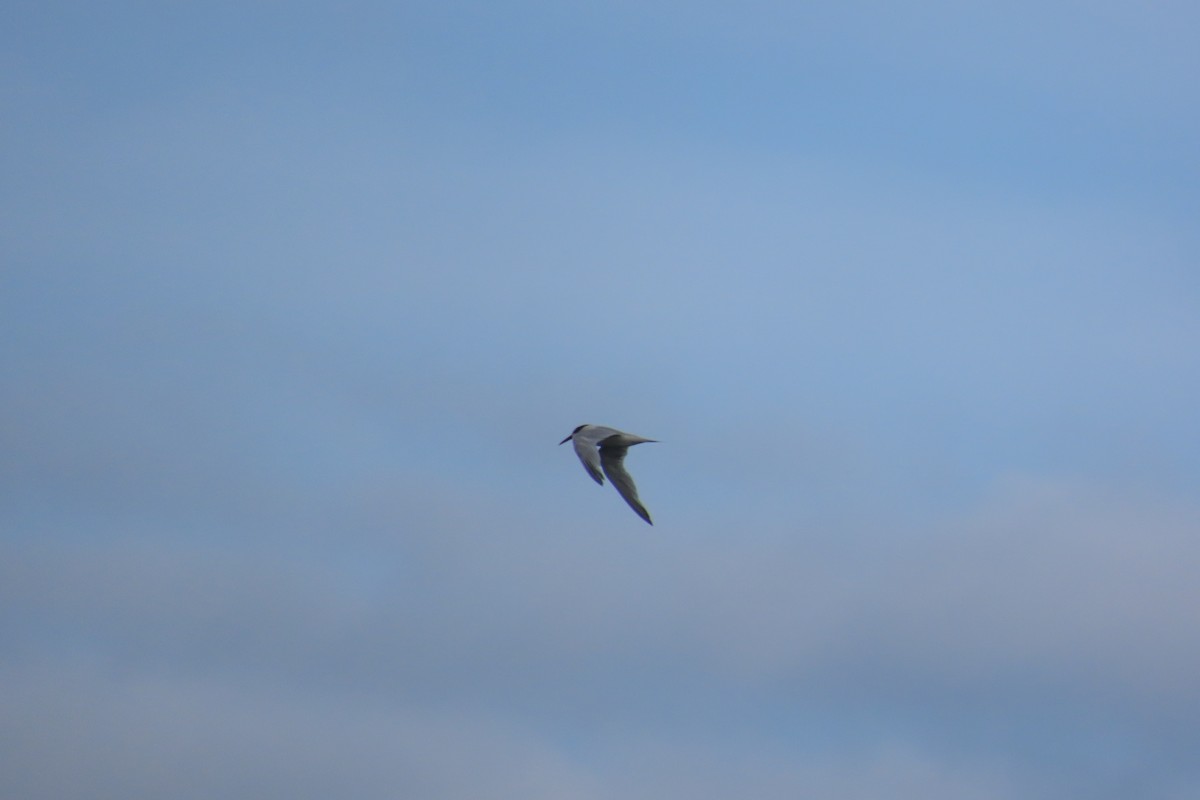 Sandwich Tern - ML633271480