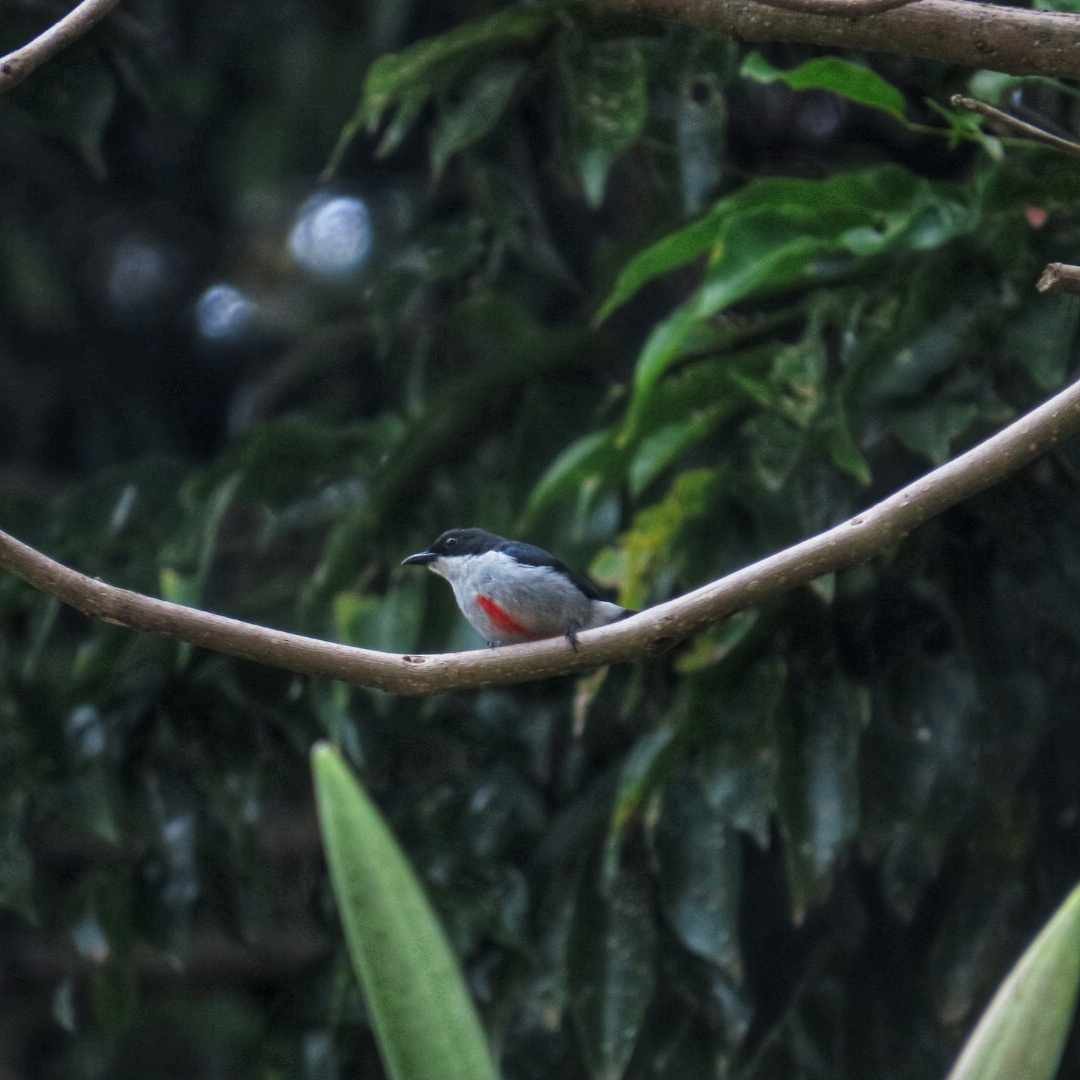 Red-keeled Flowerpecker - ML633271839