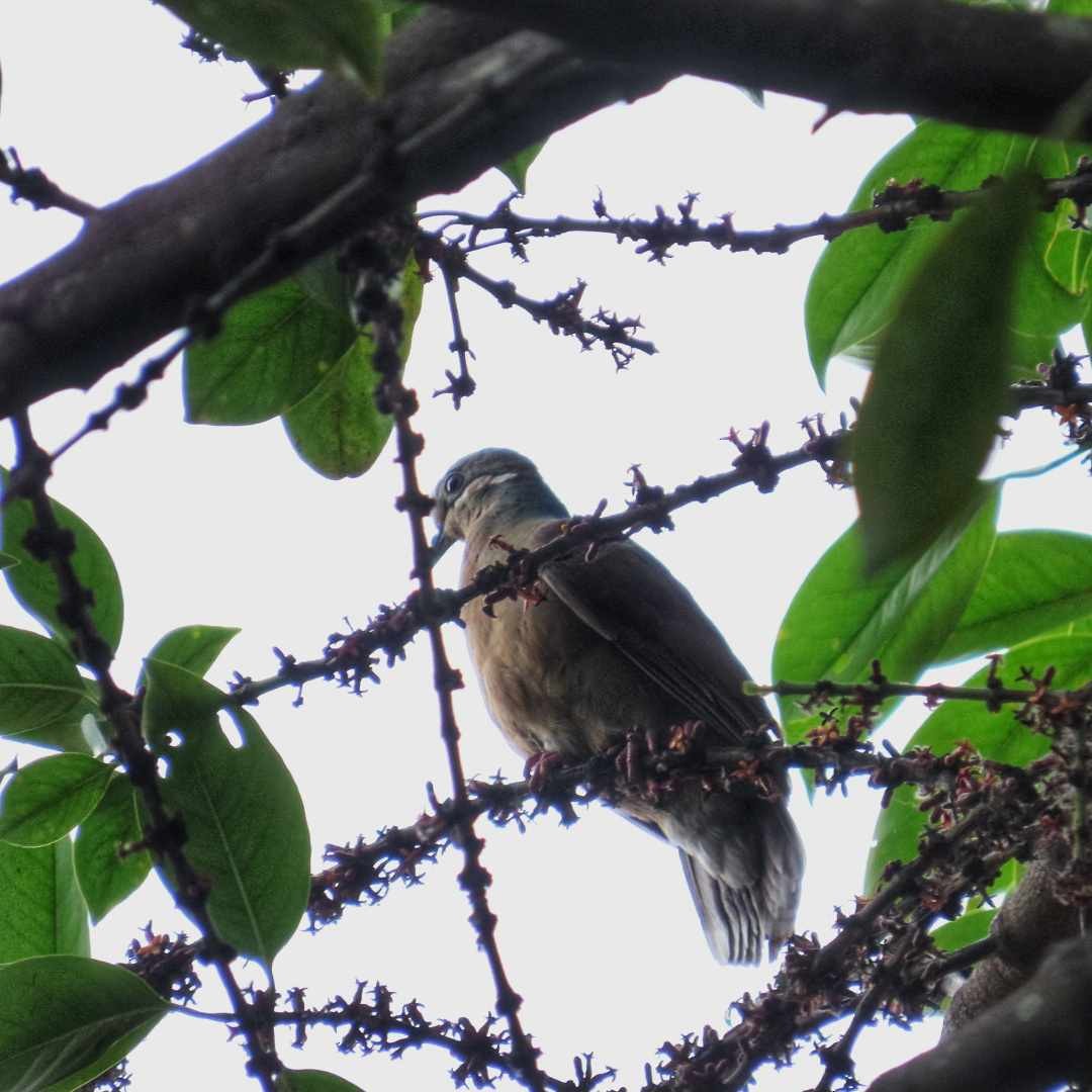 White-eared Brown-Dove (Short-billed) - ML633271845