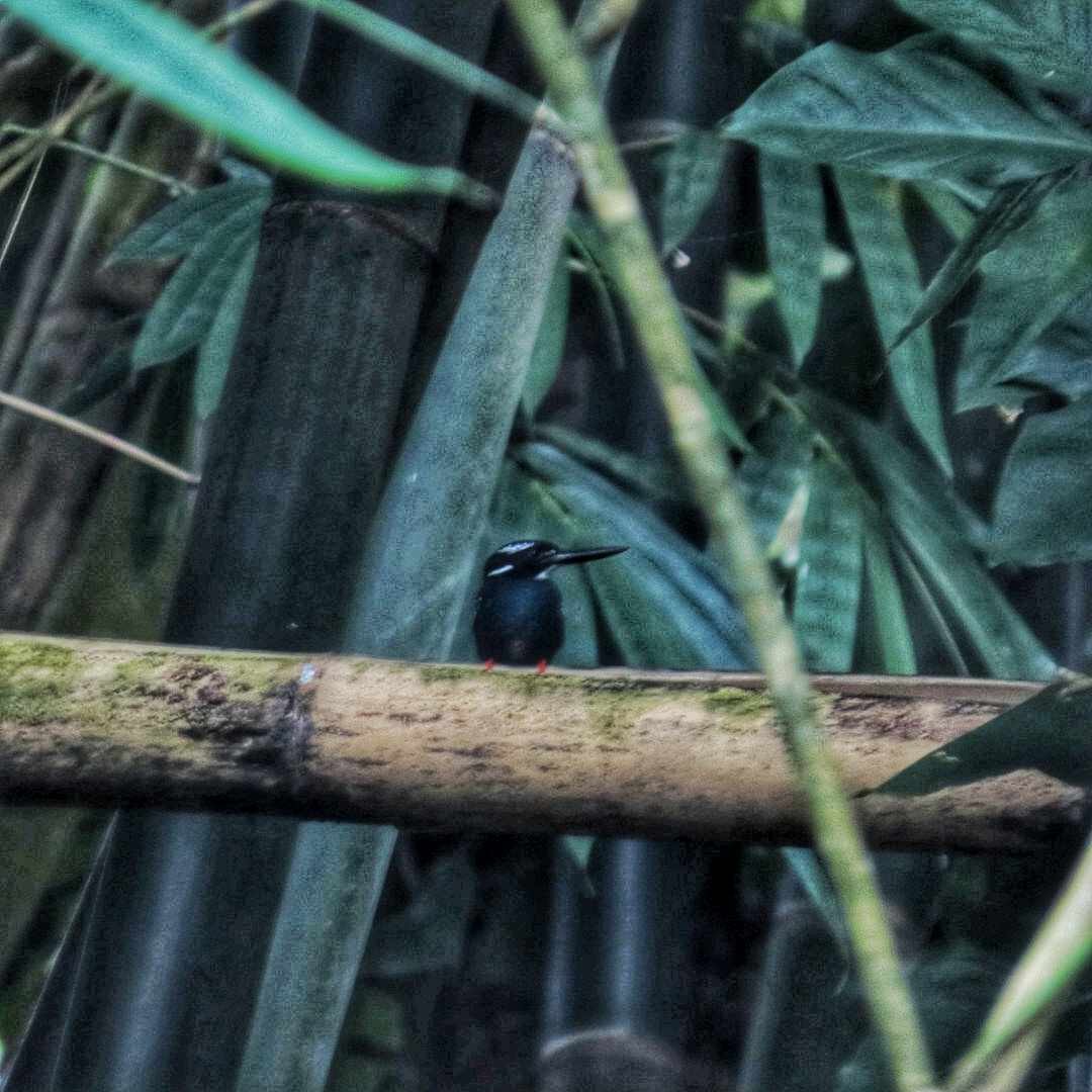 Southern Silvery-Kingfisher - ML633271848