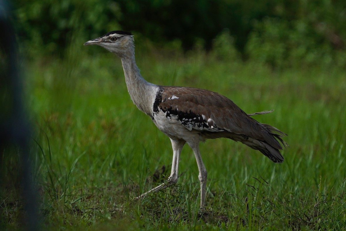 Australian Bustard - ML633271874