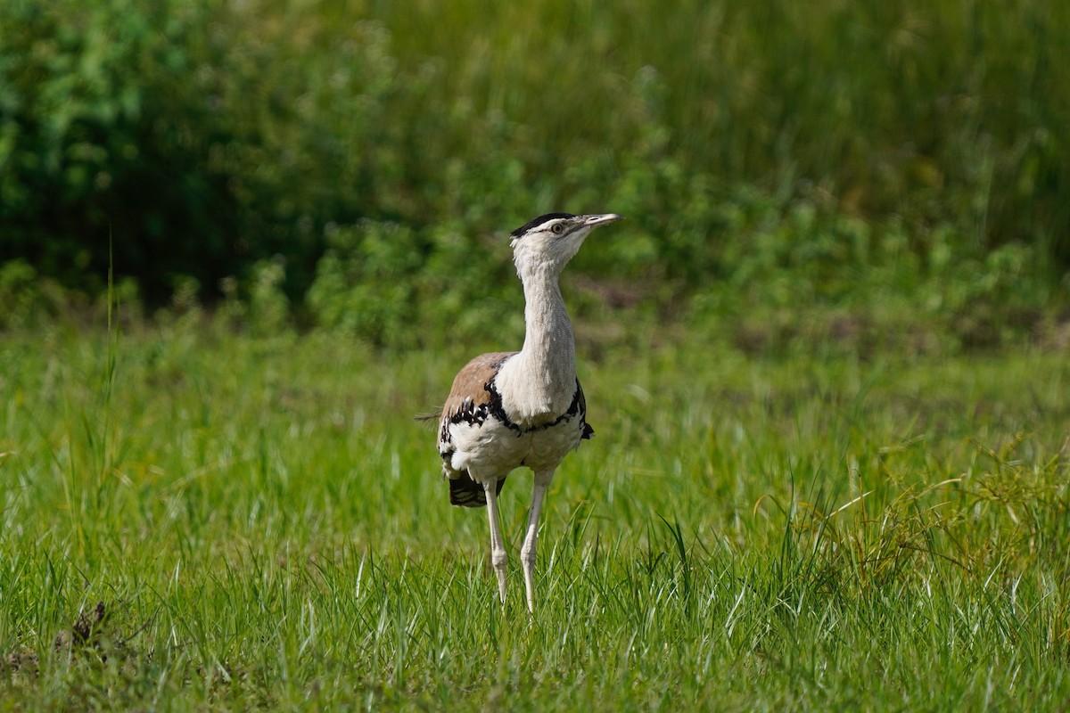 Australian Bustard - ML633271875