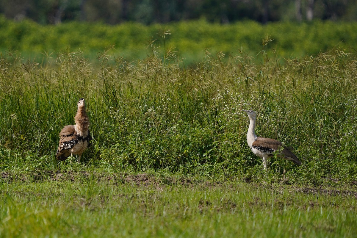 Australian Bustard - ML633271876