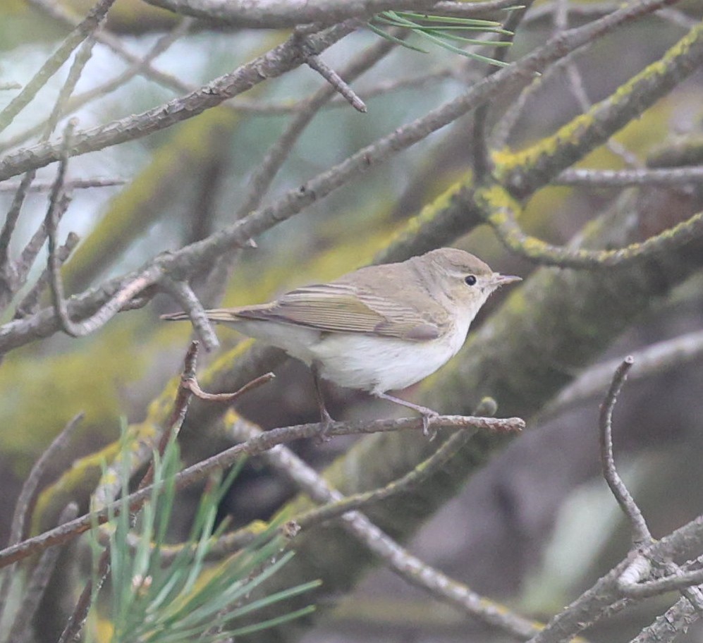 Eastern Bonelli's Warbler - ML633271930