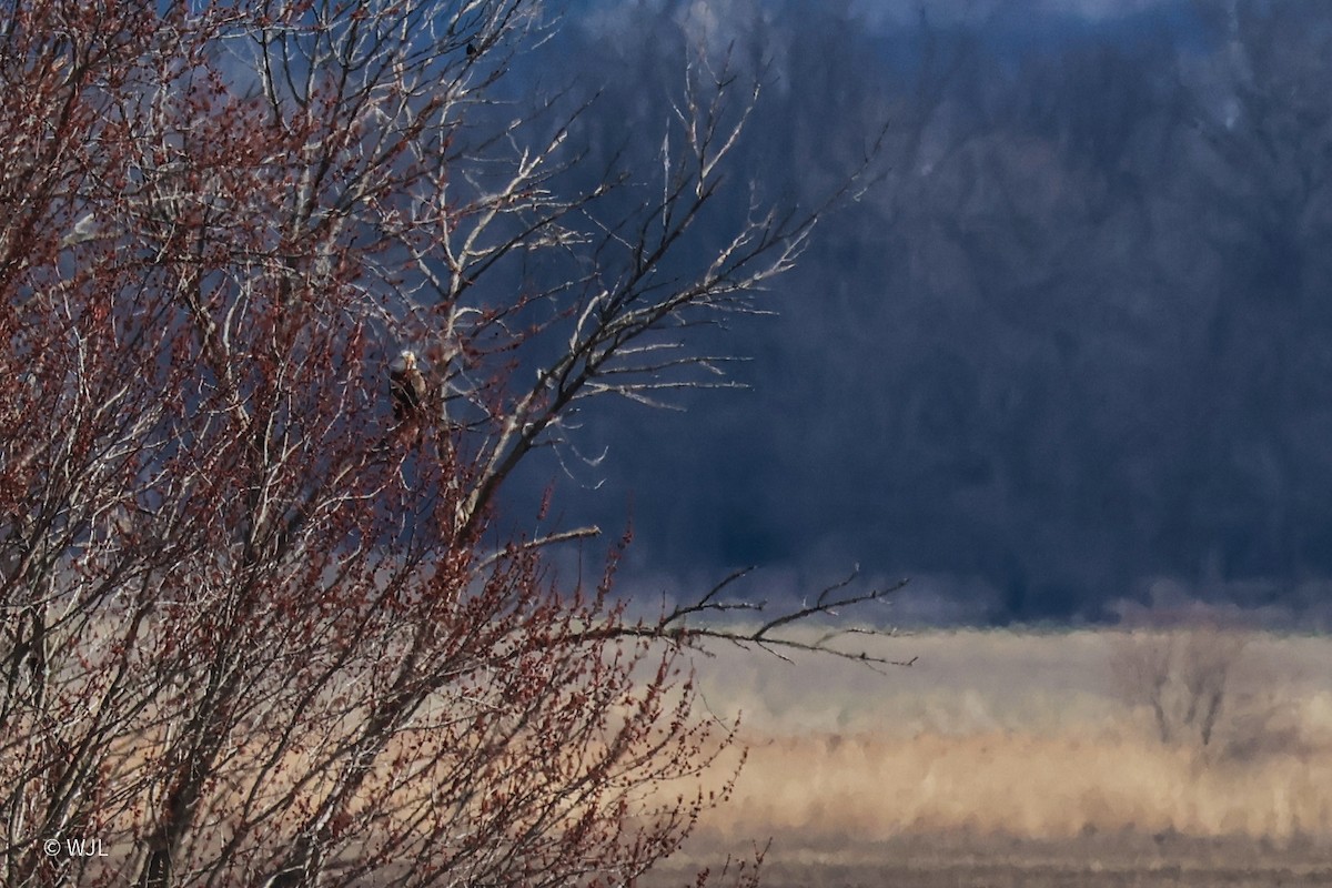 Bald Eagle - ML633271932