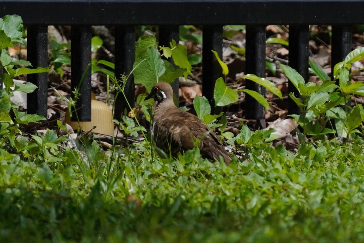 Squatter Pigeon - ML633271941