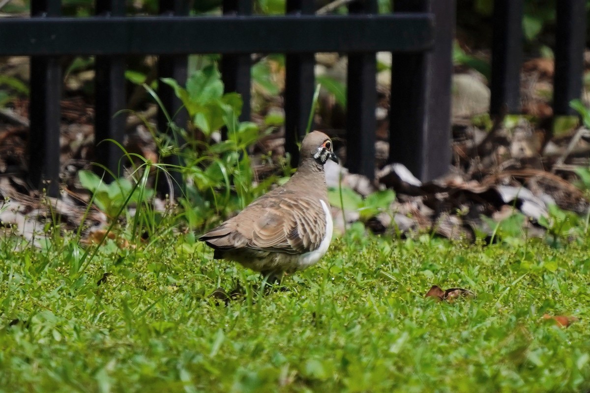 Squatter Pigeon - ML633271942