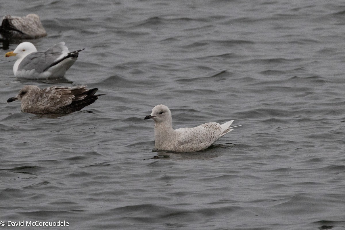 Iceland Gull (kumlieni) - ML633271966