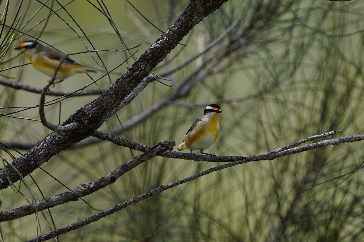 Striated Pardalote - ML633271975