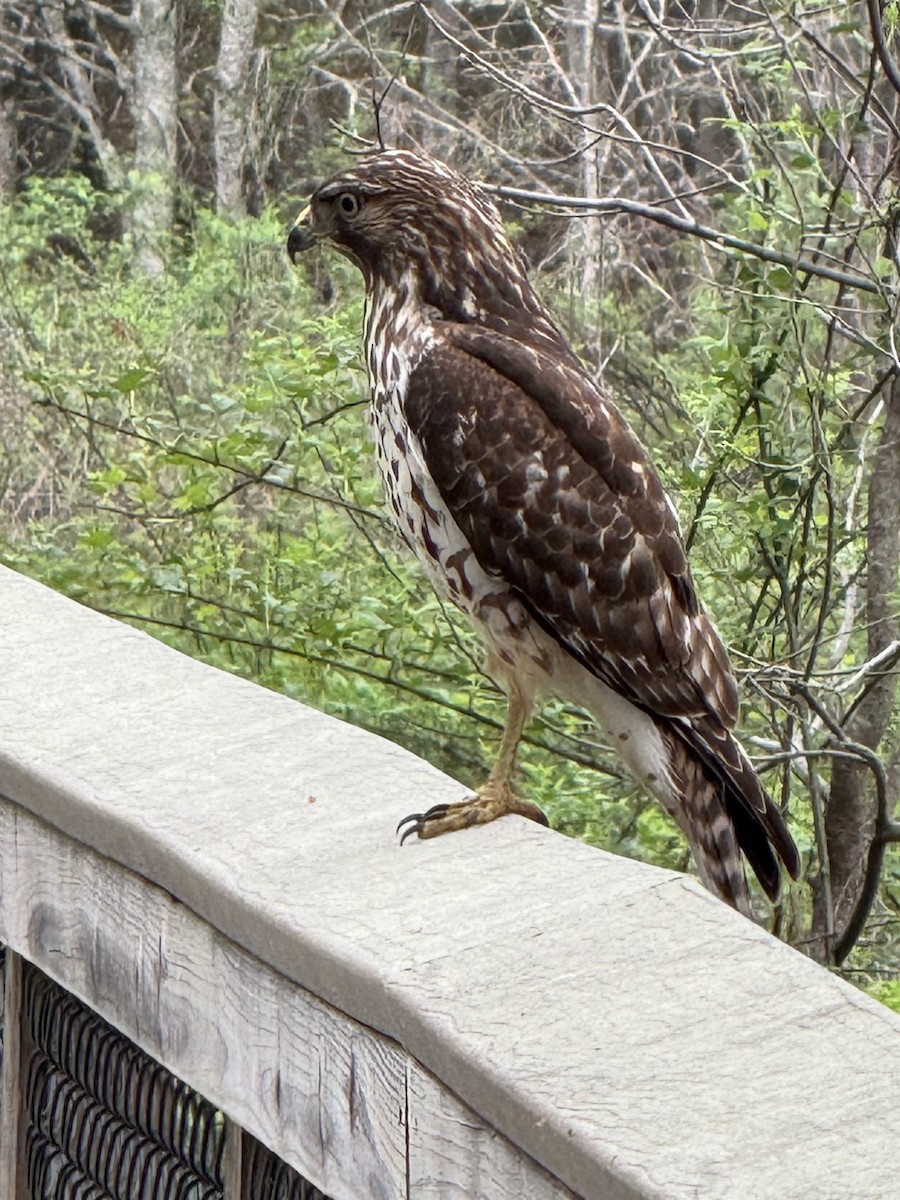 Red-shouldered Hawk - ML633272037