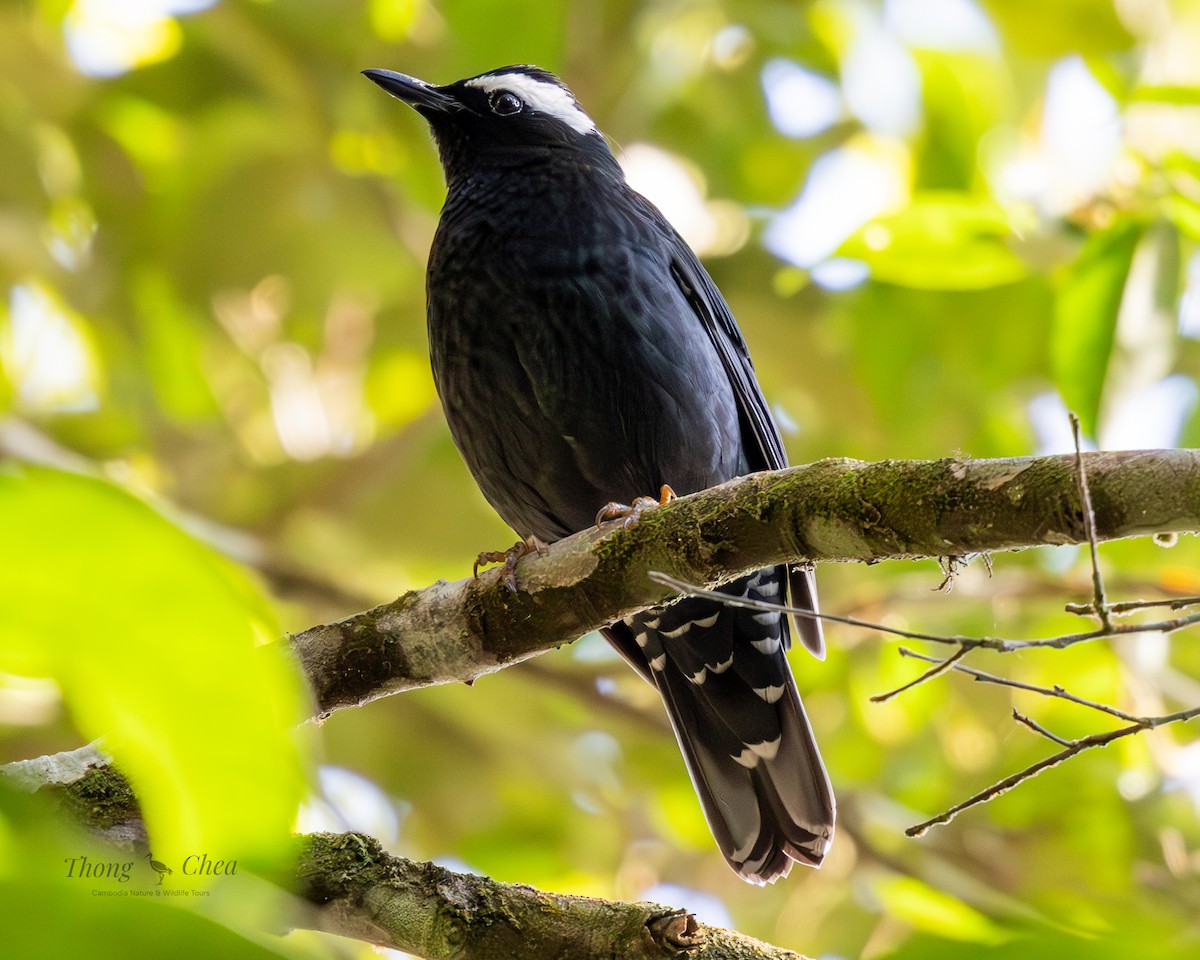 Siberian Thrush - ML633272086