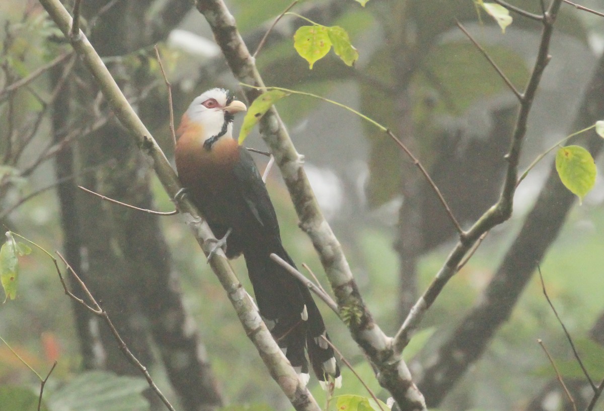 Scale-feathered Malkoha - ML633272113